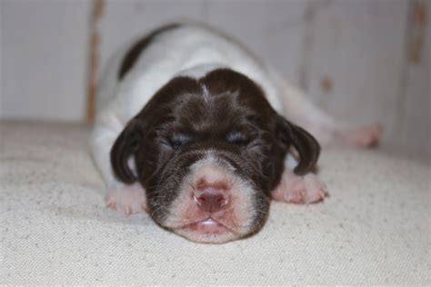 Braque Francais Puppies – Boykin Spaniels and other Gun Dogs Available ...