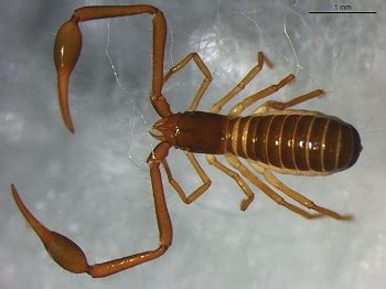 Pseudoscorpion Bite, Size & Facts | Study.com