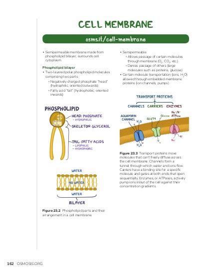 Cell Signaling Pathways Osmosis