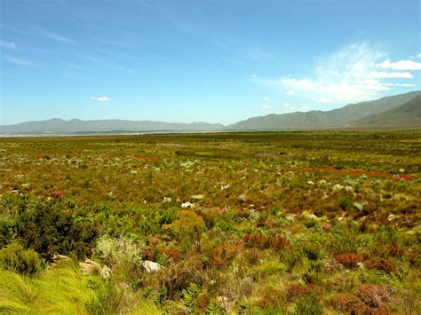 File:Fynbos-landscape-2.jpg - Wikipedia