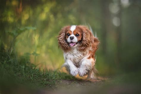 Teacup Cavalier King Charles Spaniel: The Ultimate Guide