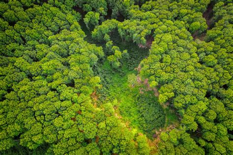 Trees can help slow climate change, but at a cost - Flipboard