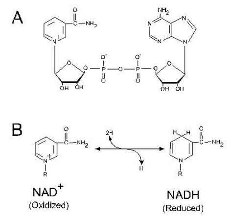 Biofísica: NADH y FADH2 como fuentes de poder reductor