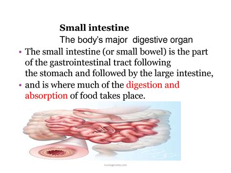 SOLUTION: Small intestine function anatomy - Studypool