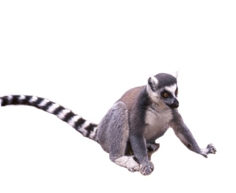 Lemur PNG Free Image | PNG All