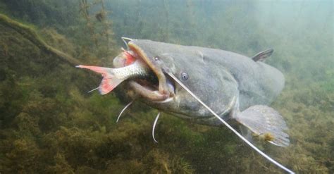 What do Catfish Eat? 13 Foods in Their Diet - A-Z Animals