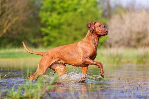 Facts About Rhodesian Ridgebacks | lupon.gov.ph