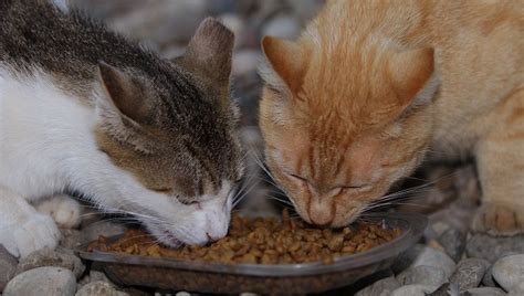 Charges Dismissed Against Feral Cat Caretaker: Cats Will Be Fed - CatTime