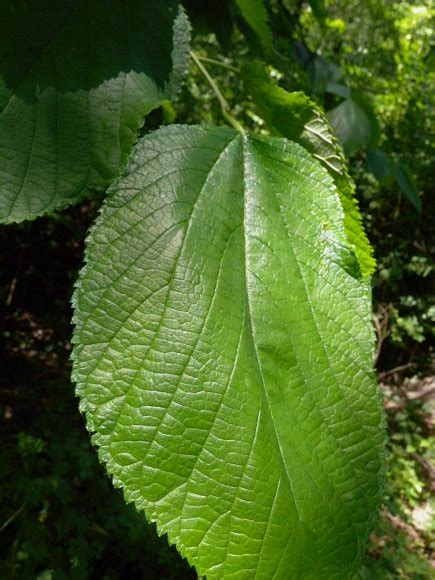 Red Mulberry (Morus rubra)