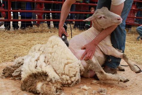 Shearing Sheep for Wool (Video) - Homesteader DepotHomesteader Depot