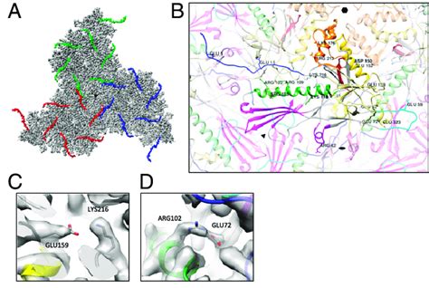 Capsid–protein interactions critical for capsid stabilization. (A ...