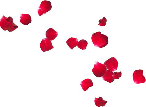 Rose Petals for Floral Decoration and Romance PNG Cutout | PNG All