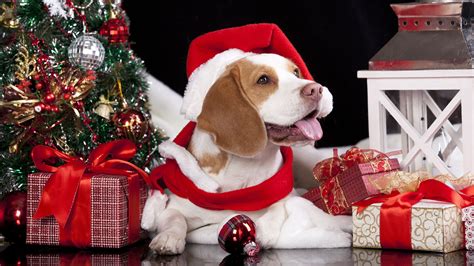 Christmas Beagle Wallpapers - Top Free Christmas Beagle Backgrounds ...