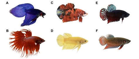 Six varieties of Betta splendens, varying in fin type, color, and ...