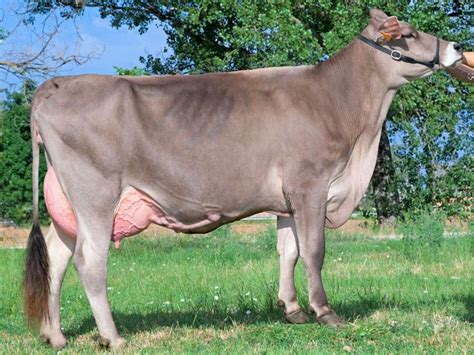 Brown Swiss Cattle Info, Size, Lifespan, Uses, and Pictures