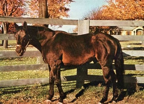 The amazing War Admiral.A rare color photo of Seabiscuit's arch rival ...