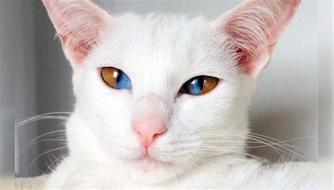 Meet This Stunning White Cat With Rare Genetic Condition That Has ...