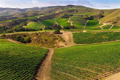 Grapes From These Vineyards Make California's Top Wines — Here Are 16 ...