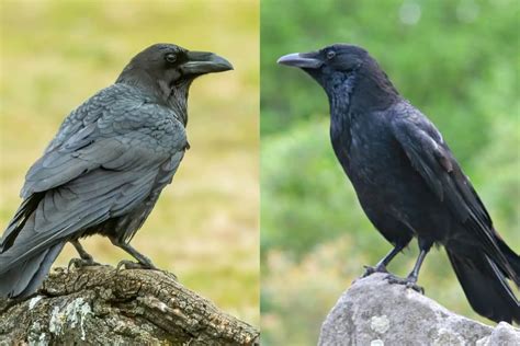 Common Raven Vs American Crow