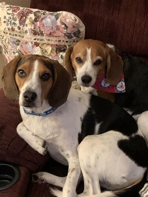 My beagle/coonhound mix Beau and full Beagle Mabel : r/beagles