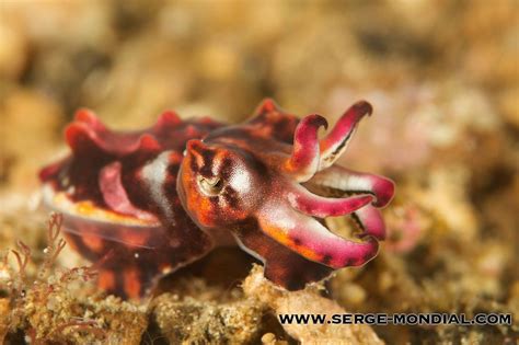 Creature Feature: Flamboyant Cuttlefish | Creature feature, Cuttlefish ...