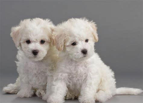 Learn About The Bichon Frise Dog Breed From A Trusted Veterinarian