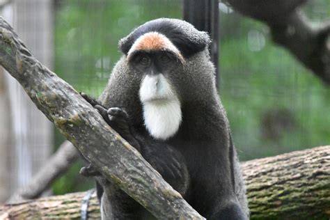 de Brazza’s Monkey | Our Animals | Fort Wayne Children's Zoo