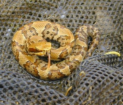 Tales from the Bayou : The Water Moccasin, his Habitat, and a Recipe...