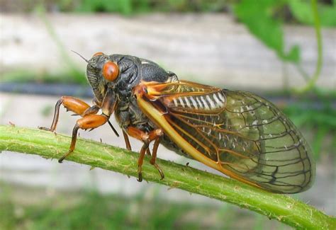 Free 17 year cicada Stock Photo - FreeImages.com