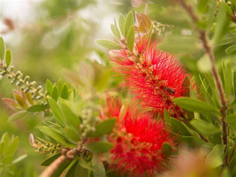 how to trim weeping bottlebrush - Book Chronicle Ajax