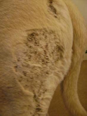 Canine Hot Spots, Moist Dermatitis/Eczema