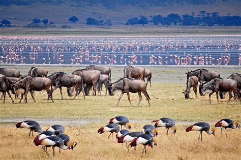 Ngorongoro crater animals | Ngorongoro Conservation Area | Tanzania