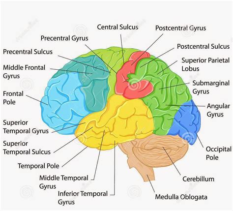 Human Brain Diagram Labeled