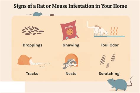 10 Common Signs of Rat Infestation in Your Home | Orion Pest Solutions