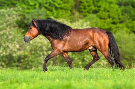 Brown Horse Breeds: 10 Horse Breeds With Brown Coats