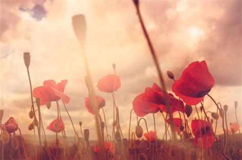 The Significance of Poppies On Remembrance Day | Yandina Eumundi RSL