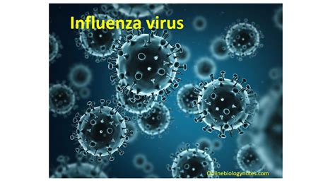 Influenza virus-Structure, Types, Nomenclature, Transmission ...