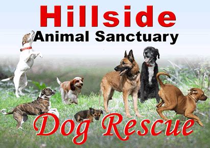 Hillside Dog Rescue Opening Times