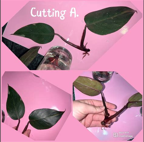 Philodendron Pink Princess Cuttings - Etsy