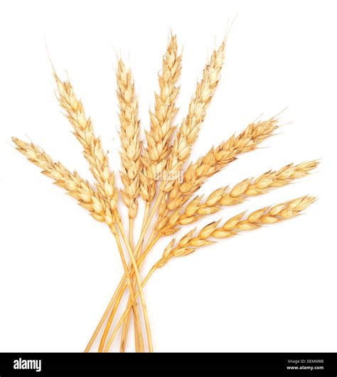 golden wheat isolated on white background Stock Photo - Alamy