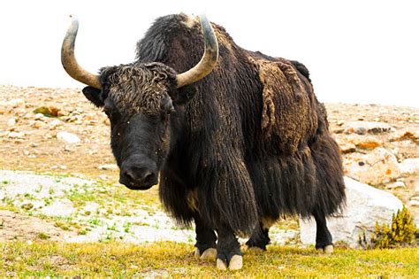 Best Yak Meat Stock Photos, Pictures & Royalty-Free Images - iStock