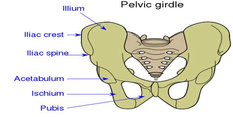 Pelvic Bone Diagram Labeled