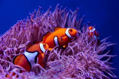 What Animals Live in Coral Reefs: The Amazing World of Reef Life ...