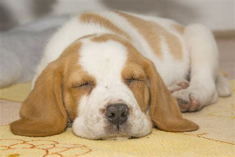 Beautifully Beagle Puppy Under the Christmas Tree Stock Photo - Image ...