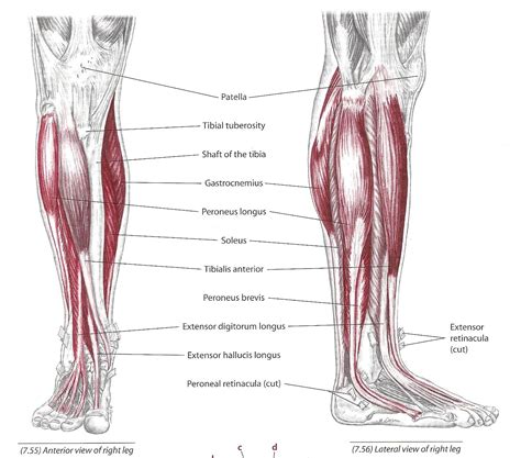 Pin van Minipraw K op Anatomy Reference | Kuitspieren, Fysiotherapie