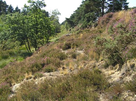 Sand Lizard habitat - a sandy railway cutting in the New F… | Flickr