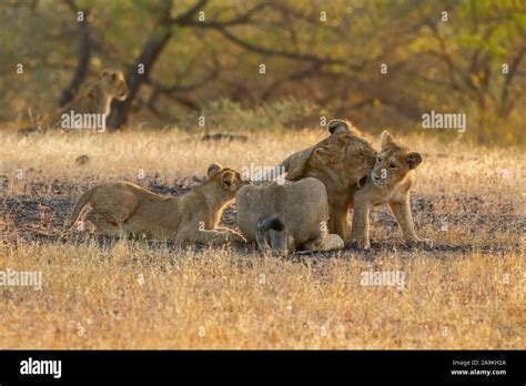 Asiatic Lion cubs playing Stock Photo - Alamy