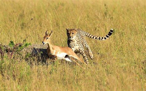 A Cheetah Chases Down Its Prey Photograph by Cavan Images - Pixels