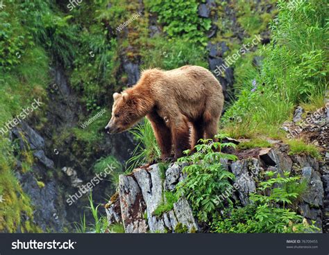 This Picture Taken On Kodiak Island Stock Photo 76709455 - Shutterstock