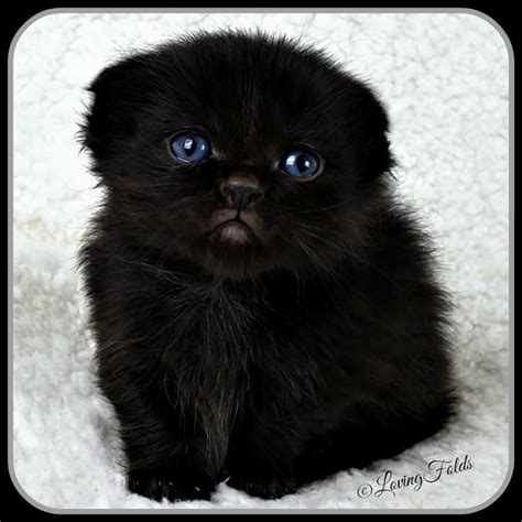 Scottish Fold Munchkin Kittens - 15 Pictures for You to Love